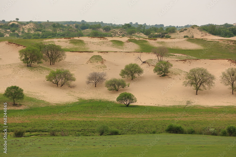 Fototapeta premium prairie