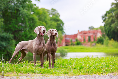 Fototapeta Naklejka Na Ścianę i Meble -  weimaraner dog