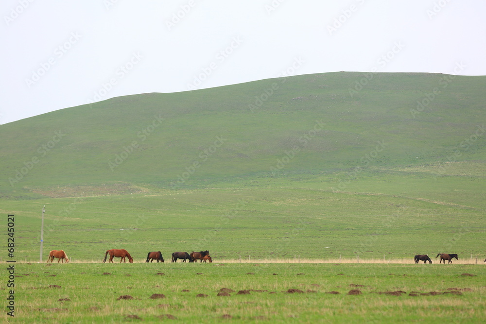 Fototapeta premium prairie