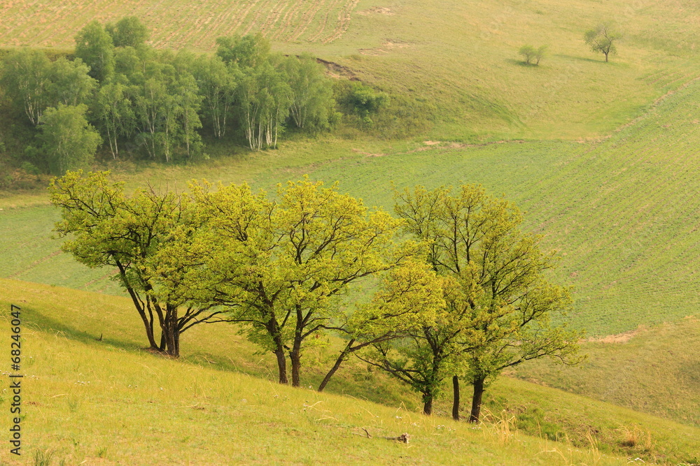 Fototapeta premium tree