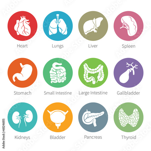 Vector icon set of human internal organs in flat style photo