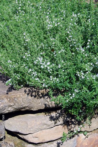 Flowering thyme in a rock garden