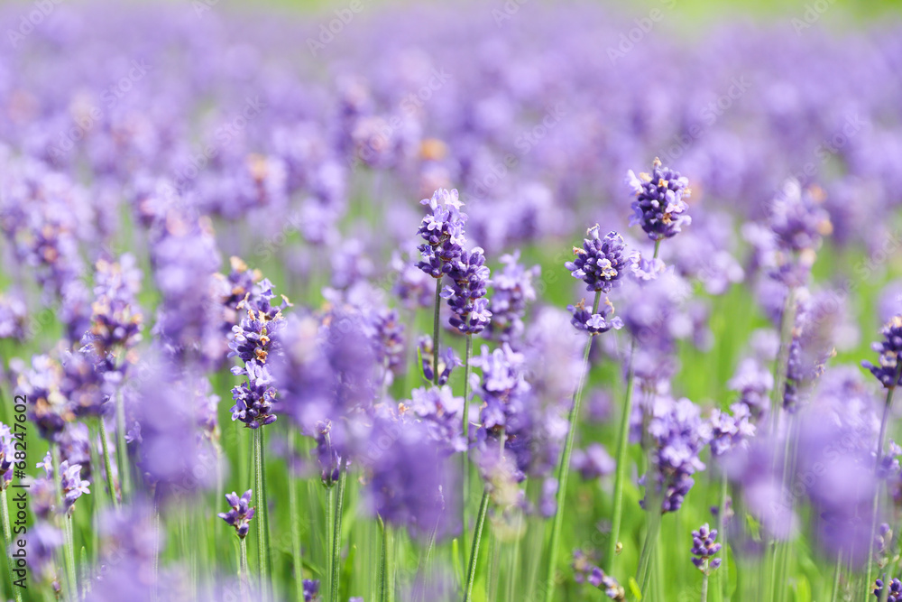Naklejka premium ラベンダー