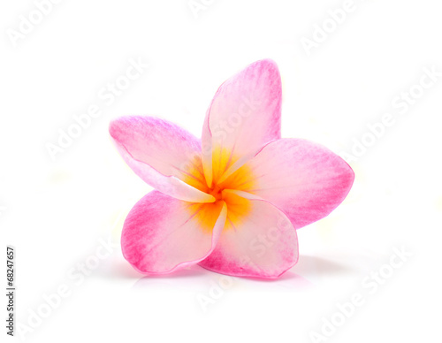 frangipani flower