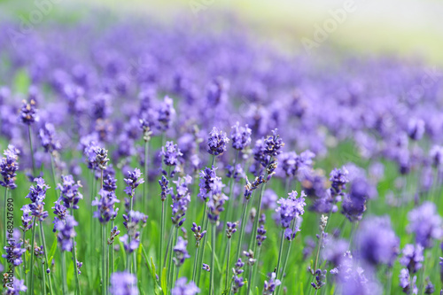 Wallpaper Mural ラベンダー Torontodigital.ca