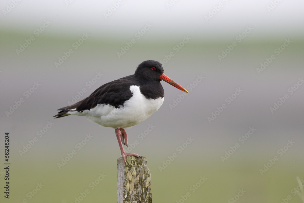 Oystercatcher, Haematopus ostralegus
