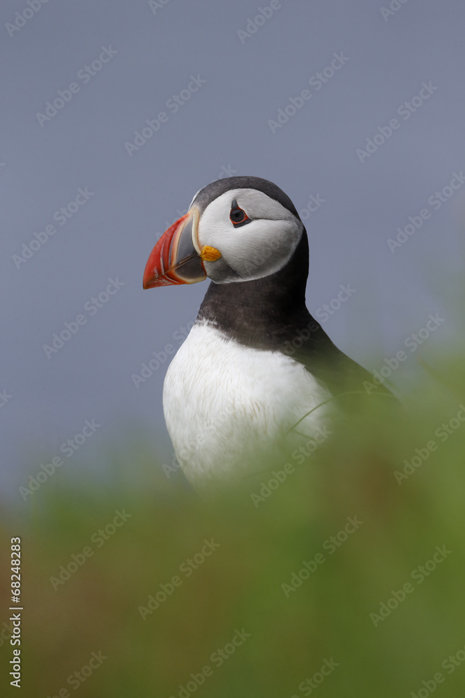 Naklejka premium Puffin, Fratercula arctica