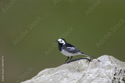 Pied wagtail, Motacilla alba yarrellii photo