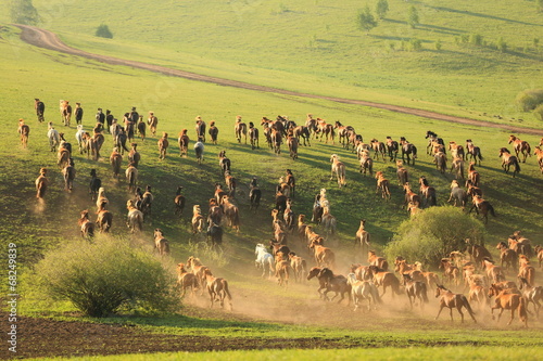 horses