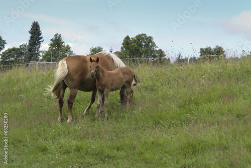 bay mare with colt