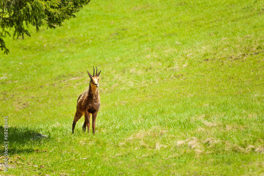 Gazelle in the meadow