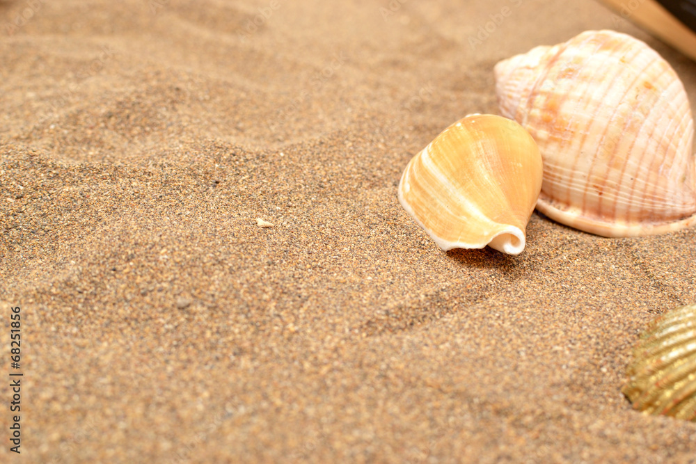 Laptop and shell on sand Laptop and shell on sand