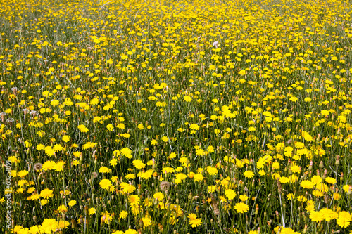 Löwenzahn Feld