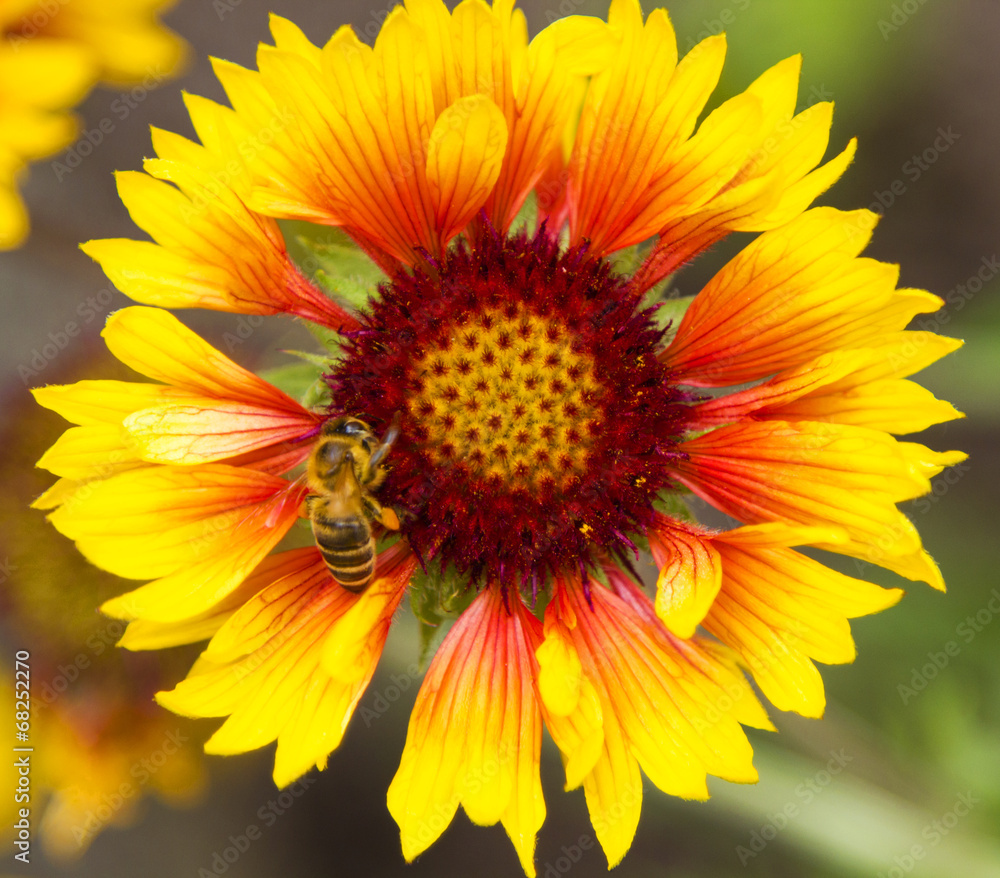Obraz premium Flower with bee