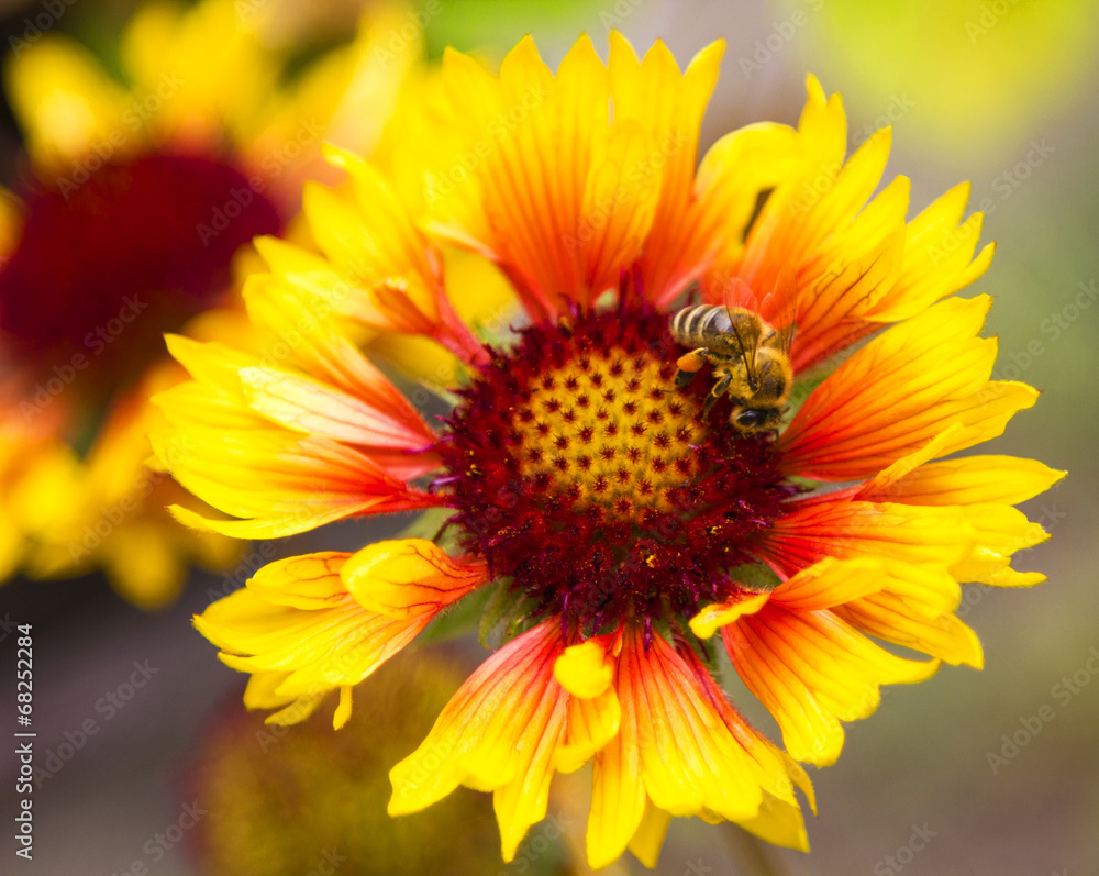 Fototapeta premium Flower with bee