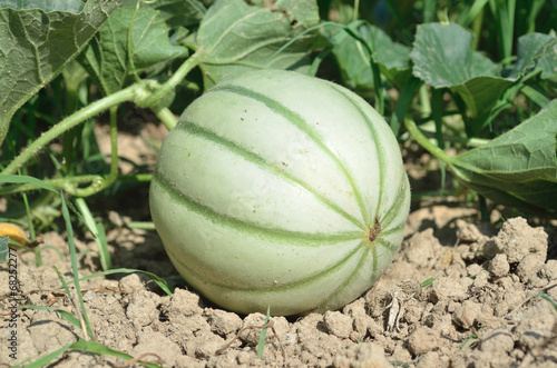 melon dans le champs