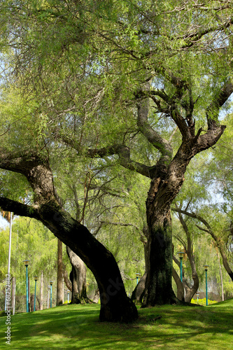 Large tree in the park photo