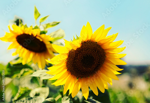 Fototapeta Naklejka Na Ścianę i Meble -  Sunflowers closeup on blue sky background. Sunflower field.