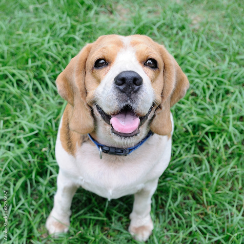 Cute beagle puppy in garden
