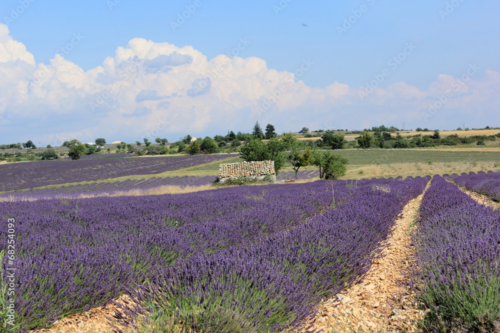 Obraz premium Rayures de lavandes