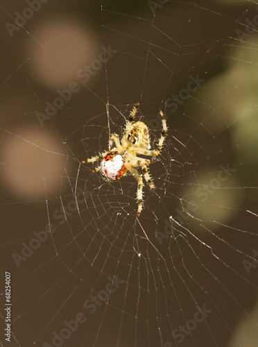 Spider eating a Ladybug
