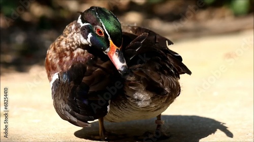A beautiful duck after bathing and shaking off water