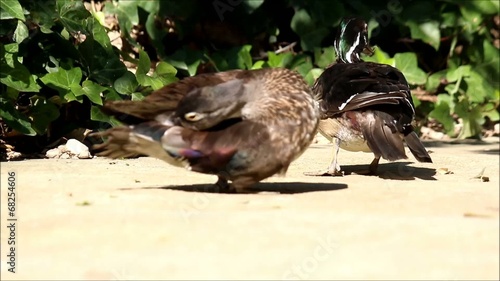 Two beautiful ducks after bathing and shaking off water