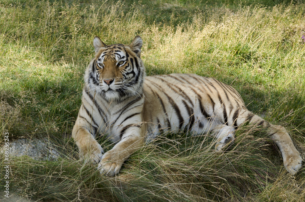 Obraz premium Tiger