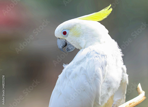White parrot, cut-out