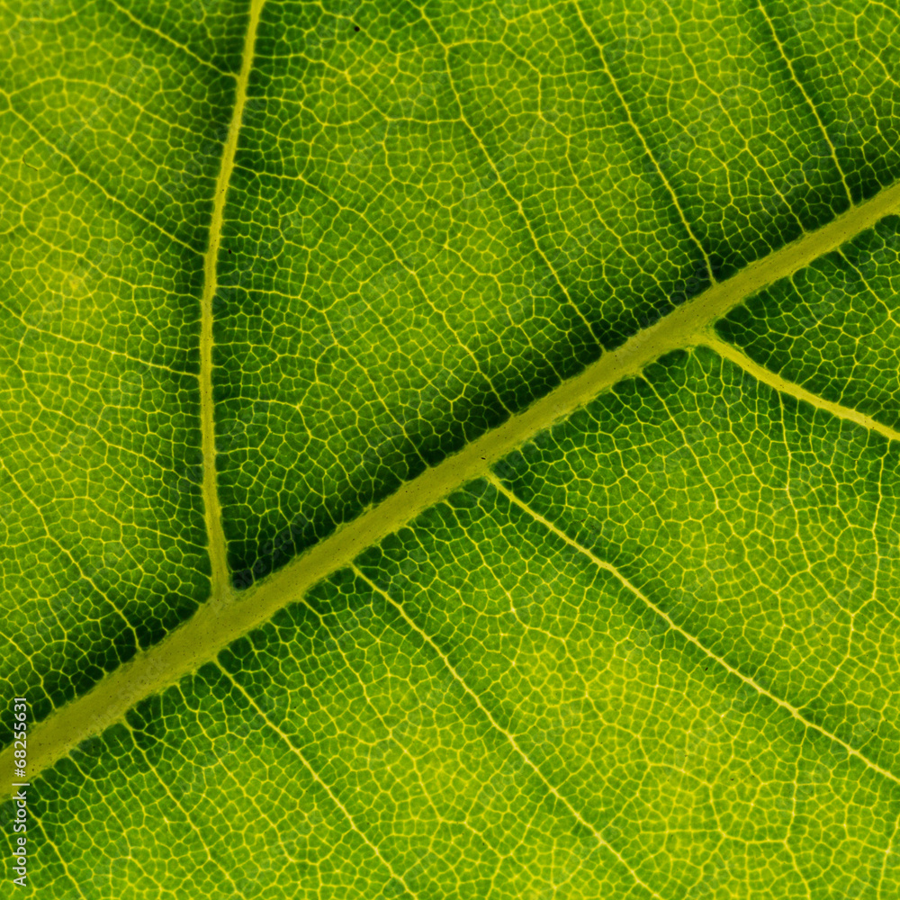 Green Leaf Texture Green Leaf Texture