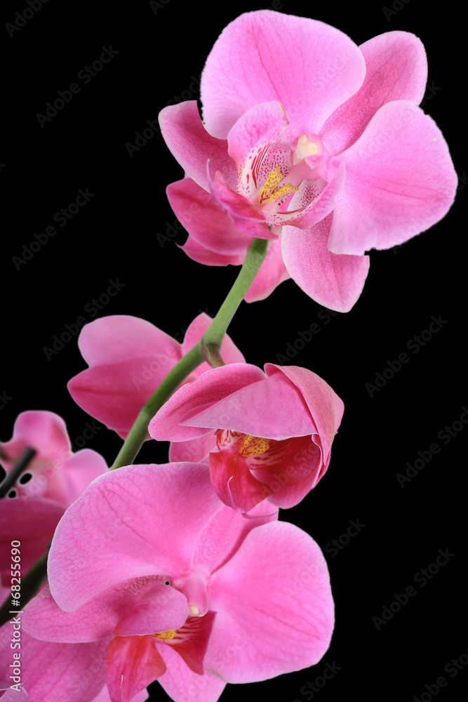 Orchidée Orchidée