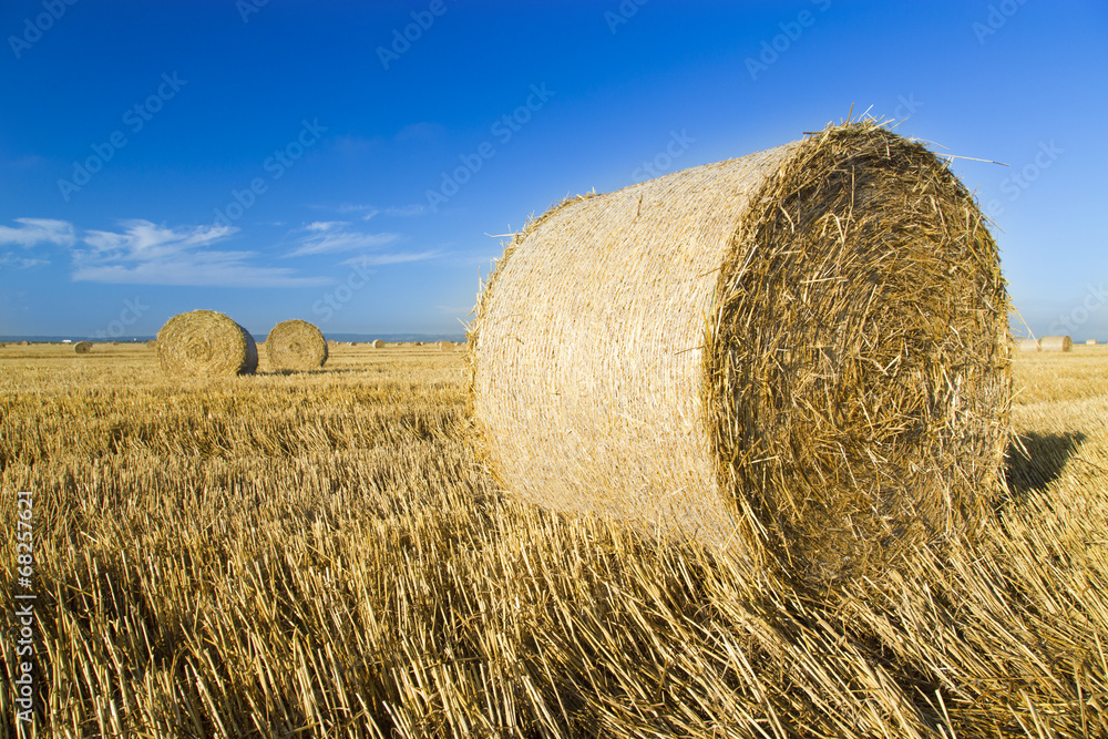 Wheat roll bales at field, sunrise scene