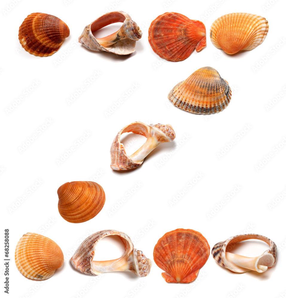 Letter Z composed of seashells Letter Z composed of seashells
