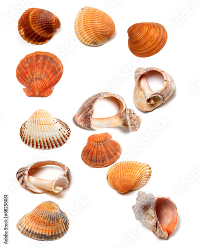 Letter R composed of seashells