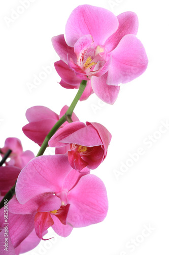 Orchidée violet