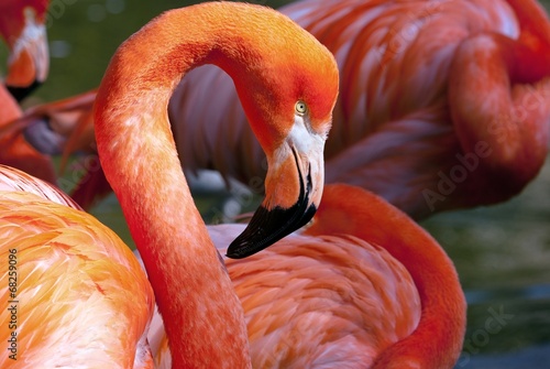 American Flamingo - Phoenicopterus ruber photo