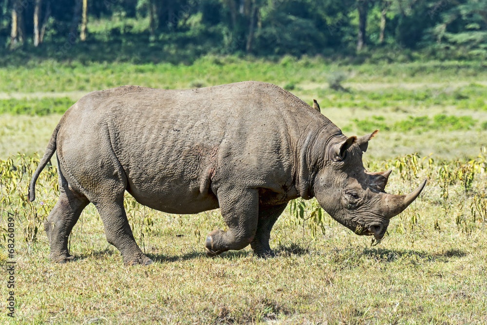 Obraz premium Kenia-Nashorn-19003