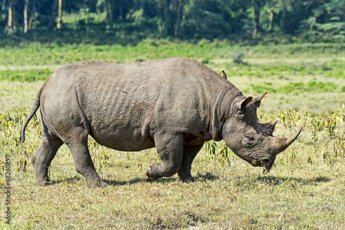 Kenia-Nashorn-19003