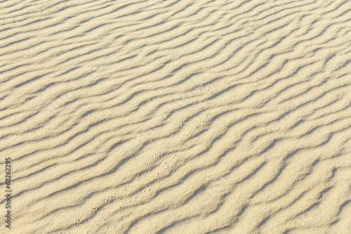 Bird tracks on the sand