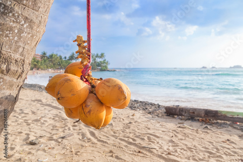 Cluster of king coconut hanging from palm tree with beautiful sandy beach in background.