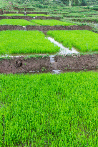Rice seedlings in Thai