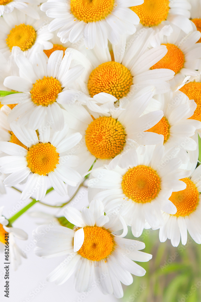 Obraz premium bouquet of wild daisies
