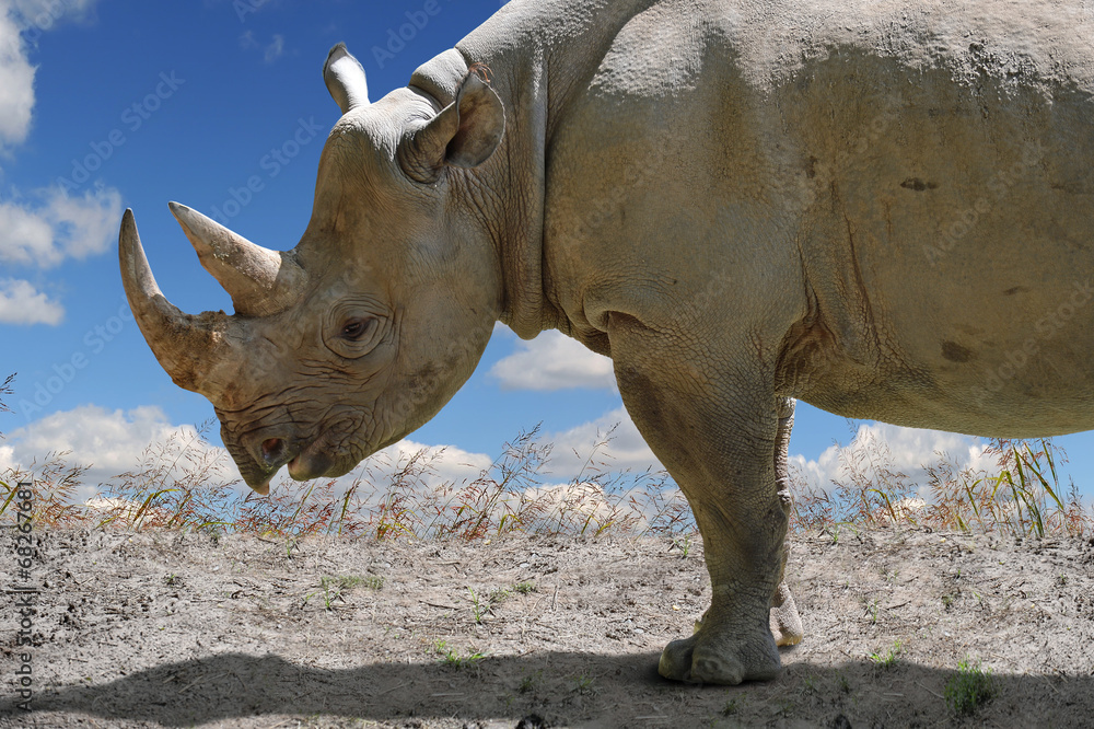 Fototapeta premium Rhinocerous in Profile View