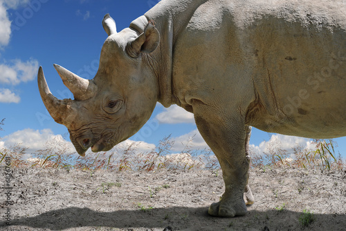 Rhinocerous in Profile View