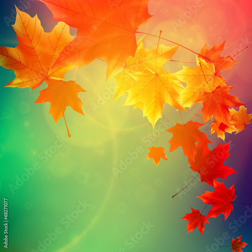 Beautiful autumn Leaves.