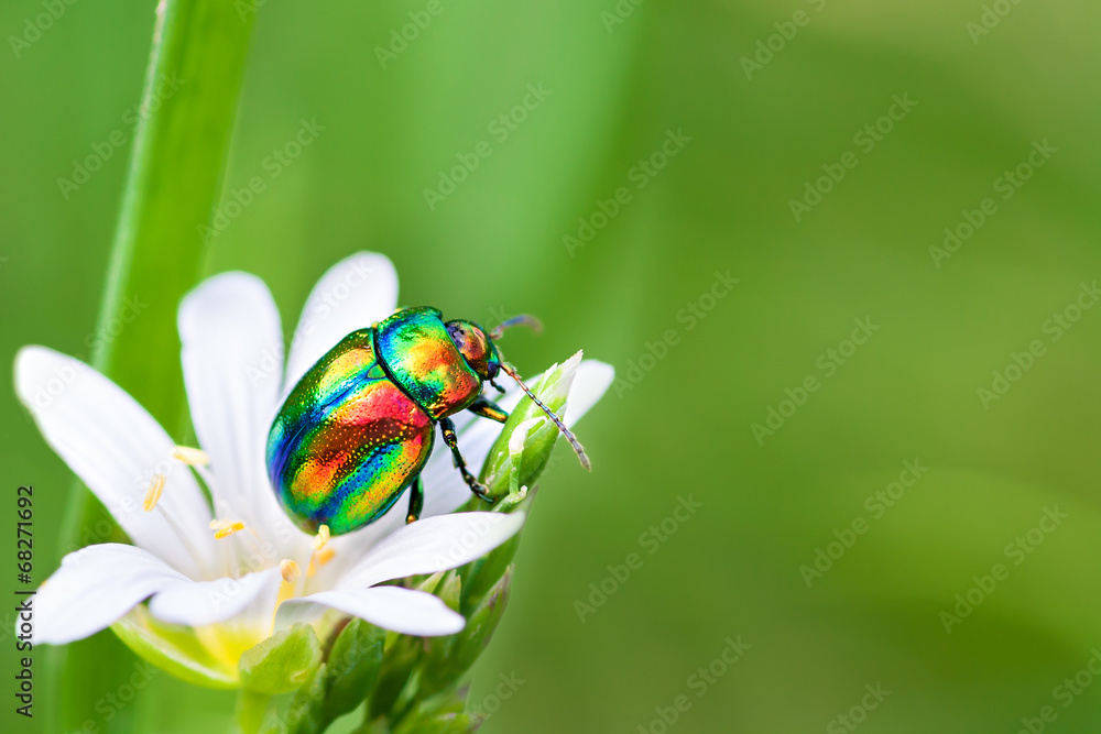 colored bug sits on a flower