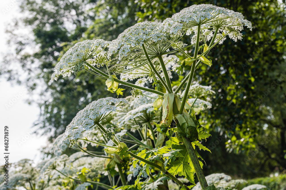 Obraz premium Flowering giant hogweed from close