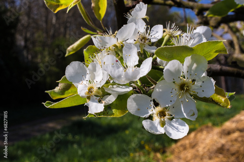 Obraz na plátně Fleurs de poirier