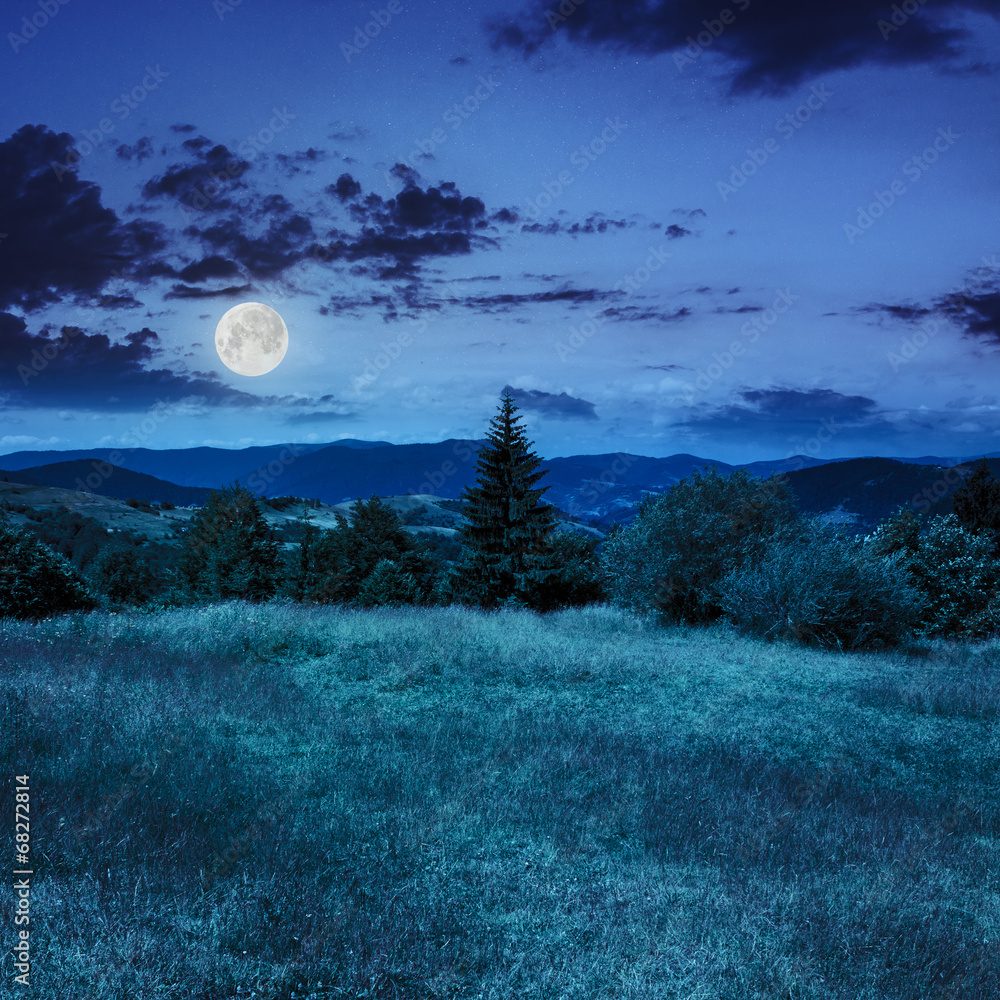 Obraz premium coniferous tree on a mountain slope at night