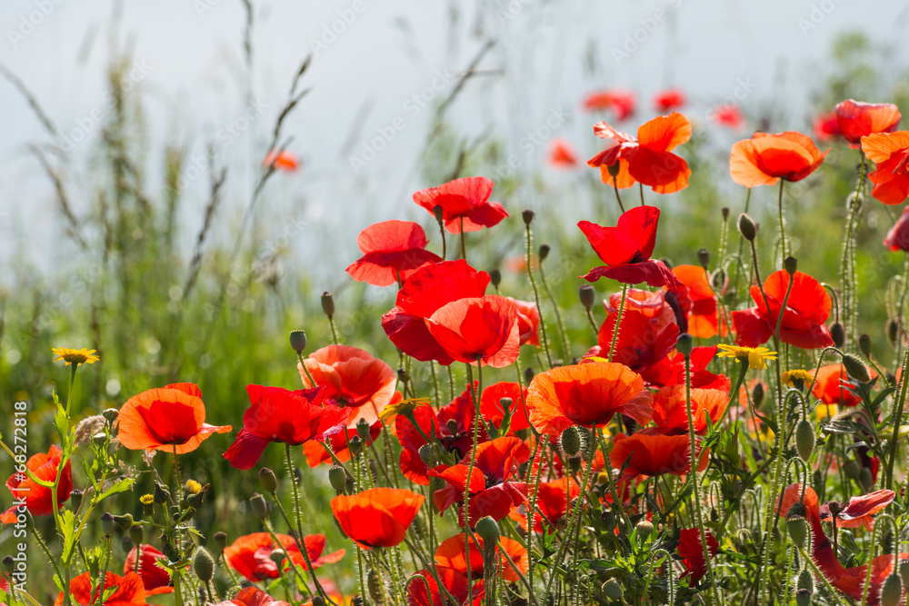 Fragile poppy flowers in backlit
